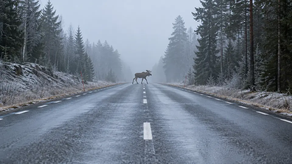 Illustration av en älg på en frostig skogsväg med dimma. Bilden visar ingen uppmätt sträcka.